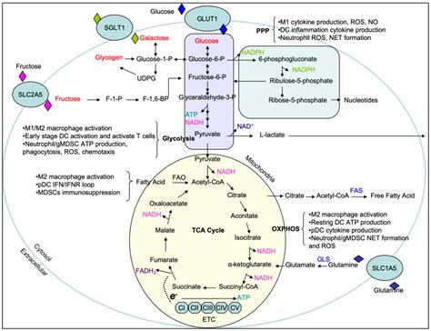 糖解途徑口訣|醣類代謝(Carbohydrate metabolism)